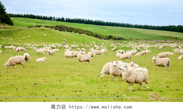 新西兰牧场上的羊群羊